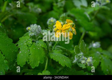 Chelidonium majus, allgemein bekannt als Großkelandin oder Tetterkraut, Nippelkraut oder Schluckkraut, ist eine krautige mehrjährige Pflanze. Bei einer Verletzung wird der p Stockfoto
