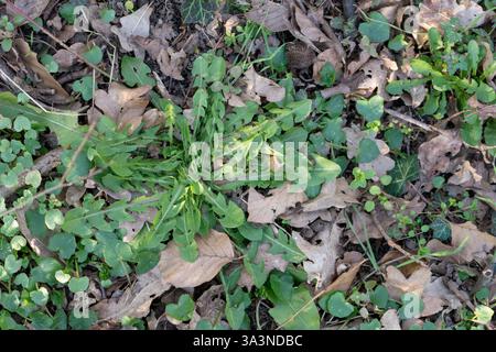 Zarte Löwenzahnblätter im Wald unter trockenem Laub Stockfoto