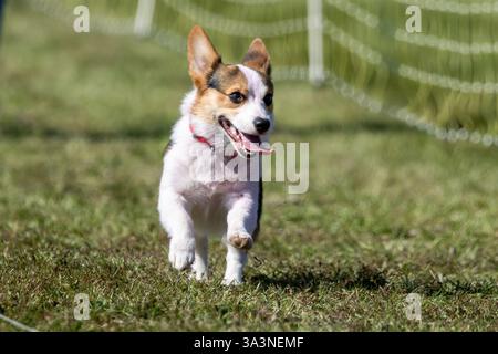 Pembroke Welsh Corgi Lure Course Sprint Dog Sport Stockfoto