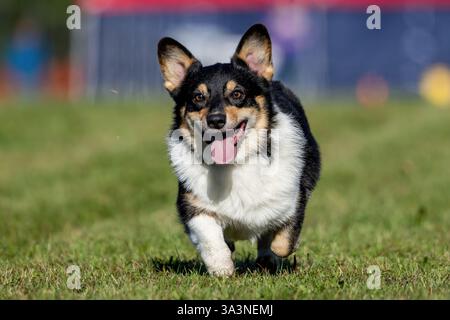 Pembroke Welsh Corgi Lure Course Sprint Dog Sport Stockfoto