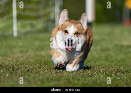 Pembroke Welsh Corgi Lure Course Sprint Dog Sport Stockfoto
