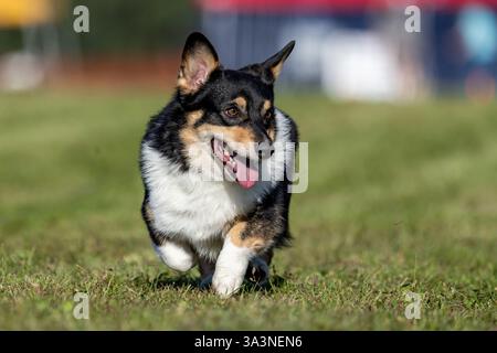 Pembroke Welsh Corgi Lure Course Sprint Dog Sport Stockfoto