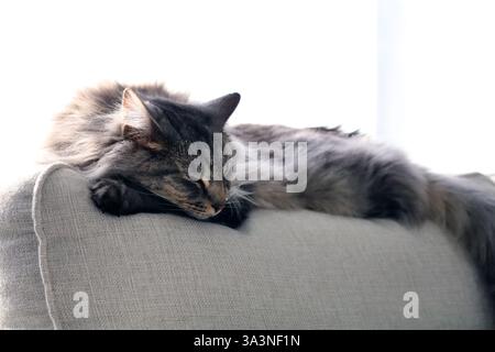 Eine graue Tabbykatze, die am Rand einer neutralen Couch schläft Stockfoto