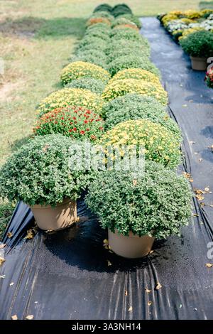 Topfmütter in ordentlichen Reihen auf einem sonnigen Bauernhof angeordnet. Stockfoto