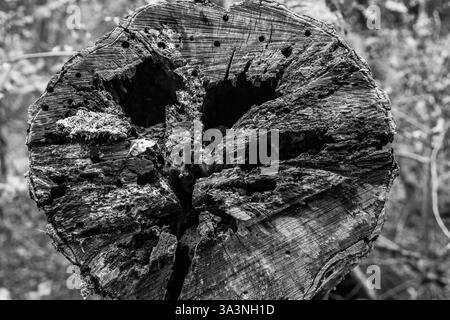Ein toter, abgeschnittener Zweig endet jetzt in einem Insektenhotel Stockfoto