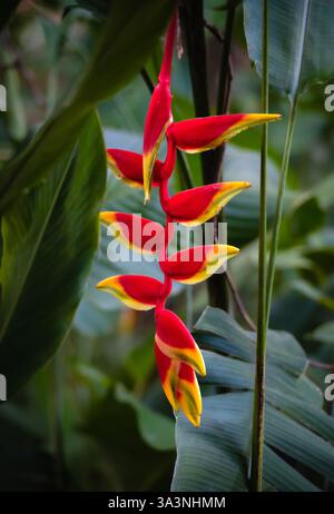 Nahaufnahme der Papageienschnabelblume in grünen Blättern in Costa Rica. Stockfoto