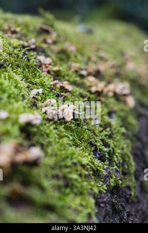 Pilze und Moos wachsen auf einem umgestürzten Baumstamm Stockfoto