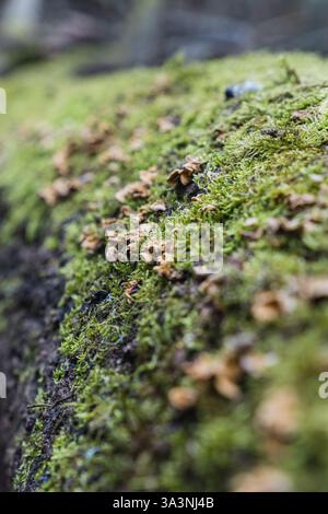 Pilze und Moos wachsen auf einem umgestürzten Baumstamm Stockfoto