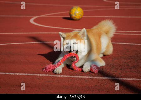 Eine weibliche Akita-Rasse liegt auf dem roten Boden und spielt ihr Spielzeug. Stockfoto