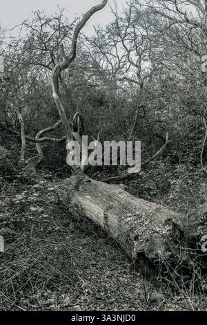 Ein alter umgestürzter Baum in einem Wald Stockfoto