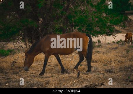 Pferd auf der Weide. Panorama mit Pferd, das Gras frisst in den Bergen. Blick auf die Gipfel, grünen Wiesen und Berge mit Nebel im Herbst. Wert Stockfoto