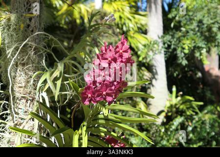 Vanda-Orchideenepiphyte wächst auf dem Baum. Miami Beach tropischer botanischer Garten. Florida, USA. Stockfoto