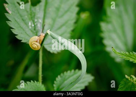 Eine Gartenschnecke (Cepaea hortensis), die auf einem Grashalm in einer grünen Umgebung klettert Stockfoto