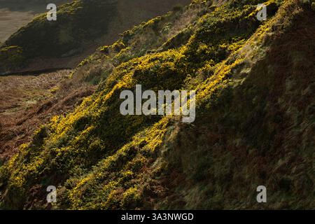 Gelbschlucht blüht Ulex europaeus im Frühfrühling auf einem Hügel Stockfoto