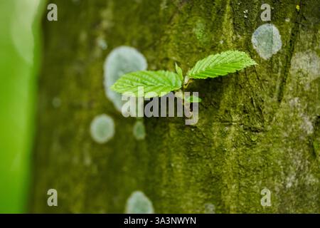 Eine junge Buche mit frischen grünen Blättern, die aus der moosigen Rinde eines alten Baumes hervorgehen Stockfoto