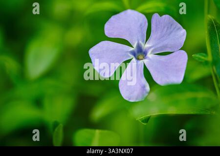 Eine Nahaufnahme einer blauen Vogelperlblume mit zarten Blütenblättern zwischen grünen Blättern in weichem Hintergrund Stockfoto