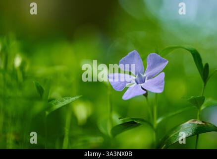 Eine Nahaufnahme einer blauen Vogelperlblume mit zarten Blütenblättern zwischen grünen Blättern in weichem Hintergrund Stockfoto