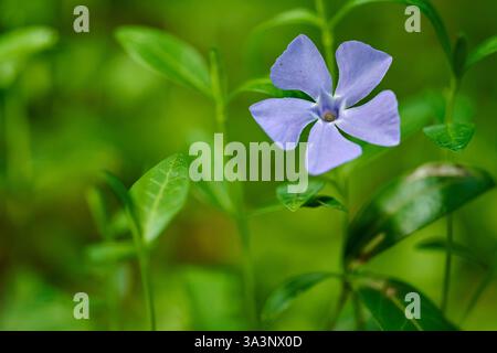 Eine Nahaufnahme einer blauen Vogelperlblume mit zarten Blütenblättern zwischen grünen Blättern in weichem Hintergrund Stockfoto