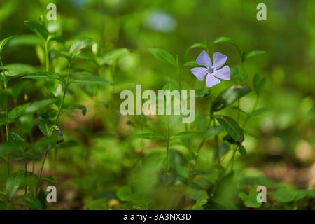 Eine Nahaufnahme einer blauen Vogelperlblume mit zarten Blütenblättern zwischen grünen Blättern in weichem Hintergrund Stockfoto