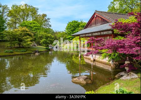 Japanischer Garten mit Teich, Park in Hasselt Belgien Stockfoto