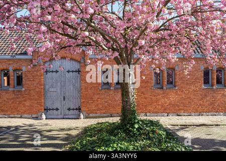 Kirschblütenbaum vor dem Backsteinhaus in der Straße von Gent Stockfoto