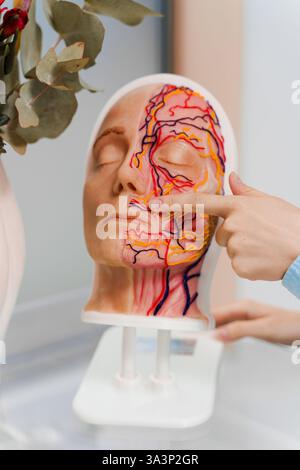 Beispiel eines menschlichen Kopfes mit Venen und Arterien. Wege der Gesichtsdurchblutung demonstrieren. Gesichtsdurchblutung am Schaufensterpuppenkopf in der Klinik Stockfoto