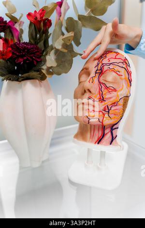 Beispiel eines menschlichen Kopfes mit Gesichtsdurchblutung in der Klinik. Das Gefäßsystem des Gesichts auf einer Schaufensterpuppe zeigen Stockfoto