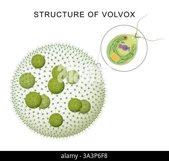 Volvox-Algen und somatische Zellen Stockfoto