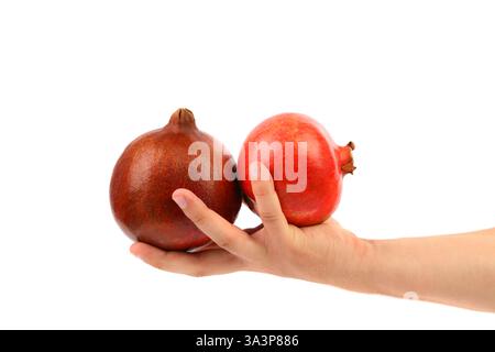 Die Hand hält zwei reife Granatäpfel. Weißer Hintergrund. Stockfoto