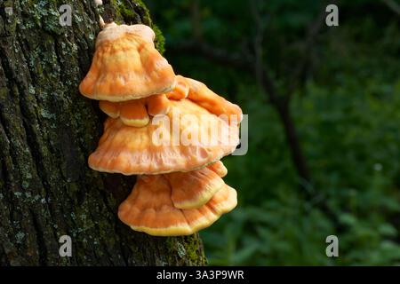 Laetiporus sulphureus ist ein sehr leckerer Pilz aus Mitteleuropa. Stockfoto