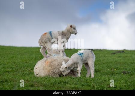 Schafe mit Zwillingslämmern, eines steht auf ihr. North Yorkshire, Großbritannien. Stockfoto