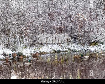 Stockenten auf einem Teich, an einem Wintertag Stockfoto