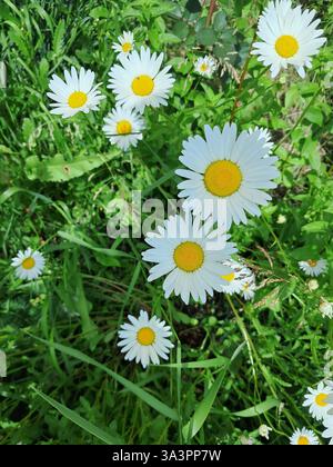 Eine Ansammlung weißer Gänseblümchen mit gelben Zentren, die zwischen grünem Laub wachsen. Die Gänseblümchen sind in voller Blüte und zeigen ihr charakteristisches helles peta Stockfoto