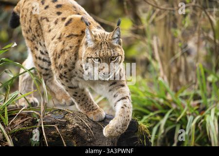 Eurasischer Luchs (Lynx Luchs), in einem Wald, in Gefangenschaft, Bayern, Deutschland, Europa Stockfoto