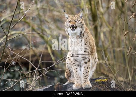 Eurasischer Luchs (Lynx Luchs), in einem Wald, in Gefangenschaft, Bayern, Deutschland, Europa Stockfoto