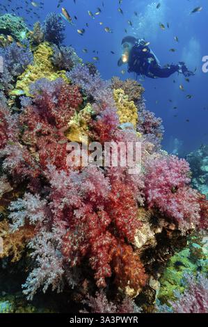 Taucher schwimmt und taucht über farbenfrohe, lebendige, gesunde Korallenriffe mit verschiedenen Arten von Weichkorallen (Octocorallia), östlicher Indischer Ozean, Indo- Stockfoto