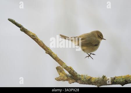 Ein Spliffchaff (Phylloscopus collybita), der über einem Flechtenzweig in einer natürlichen Umgebung in Hessen, Deutschland, Europa schwebt Stockfoto