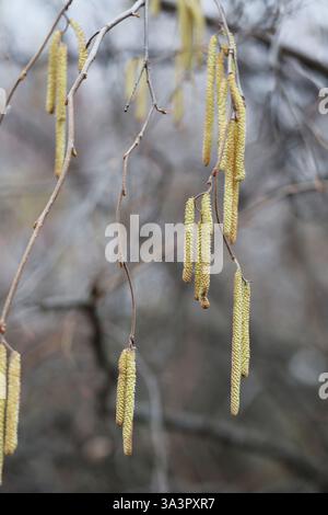 Nahaufnahme gelb blühender Haselnussohrringe auf verschwommenem Hintergrund. Corylus avellana. Selektiver Fokus Stockfoto