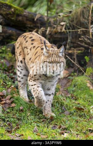 Eurasischer Luchs (Lynx Luchs), in einem Wald, in Gefangenschaft, Bayern, Deutschland, Europa Stockfoto