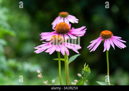 Lila Koneflower (Echinacea), Nahaufnahme, selektiver Fokus. Echinacea purpurea, östlicher violetter Koneflower oder Igelkoneflower. Echinacea coneflower. Stockfoto