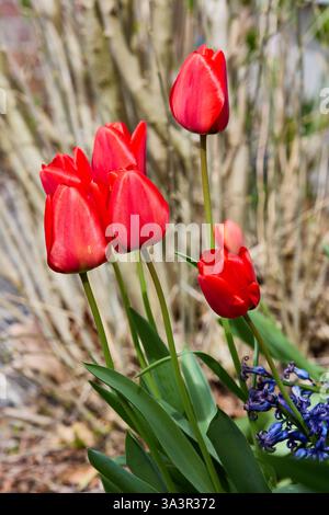 Tulpen im Garten Stockfoto