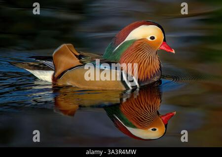 Canard Mandarin männlich - Aix galericulata - männliche Mandarin Ente Stockfoto