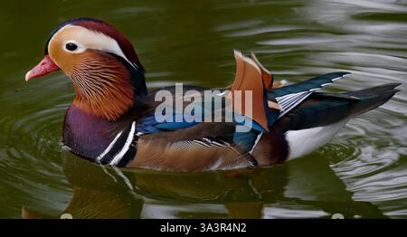 Canard Mandarin männlich - Aix galericulata - männliche Mandarin Ente Stockfoto