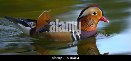 Canard Mandarin männlich - Aix galericulata - männliche Mandarin Ente Stockfoto