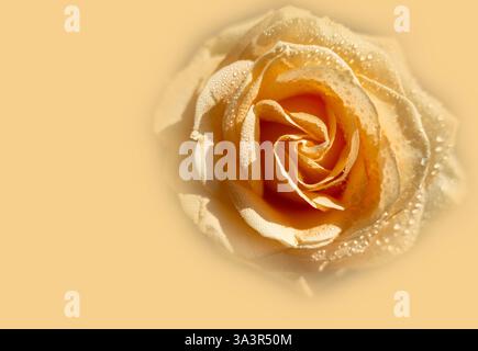 Pfirsichrose mit Regentropfen aus nächster Nähe auf gelbem Hintergrund. Stockfoto