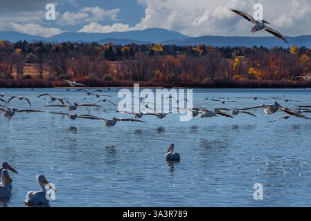 Eine Herde weißer Pelikane, die über den ruhigen See im Herbst fliegen Stockfoto