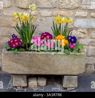 Bunte Frühlingsblumen in einem Steintrog gegen eine rustikale Ziegelmauer gepflanzt Stockfoto