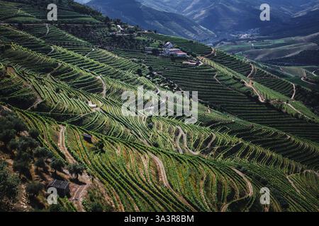 Hänge mit Weinbergen im Douro-Tal, Portugal, mit einer atemberaubenden und historischen Weinregion. Stockfoto