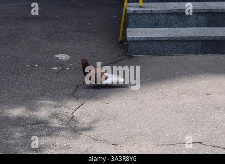 Eine braune und weiße Taube, die auf einer gerissenen Asphaltoberfläche steht. Im Hintergrund gibt es einige Betonstufen mit gelbem Geländer. Stockfoto