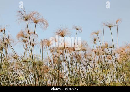 Cyperus papyrus. Papyrus, Papyrussedge, Papierrohr, Nilgras Stockfoto